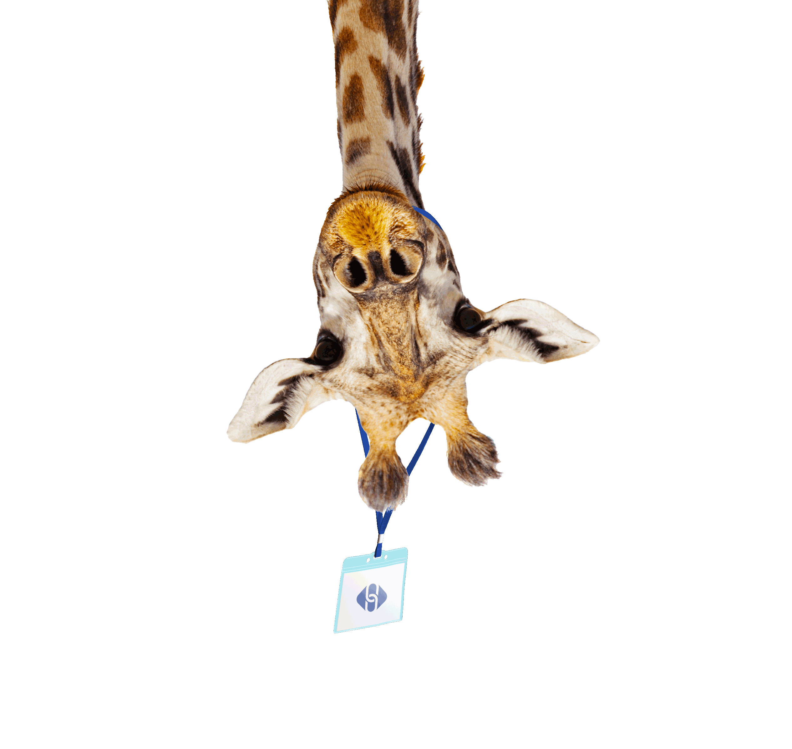 Giraffe-head-3.gif