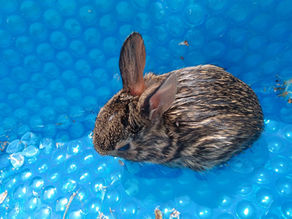 Bunny Rescue