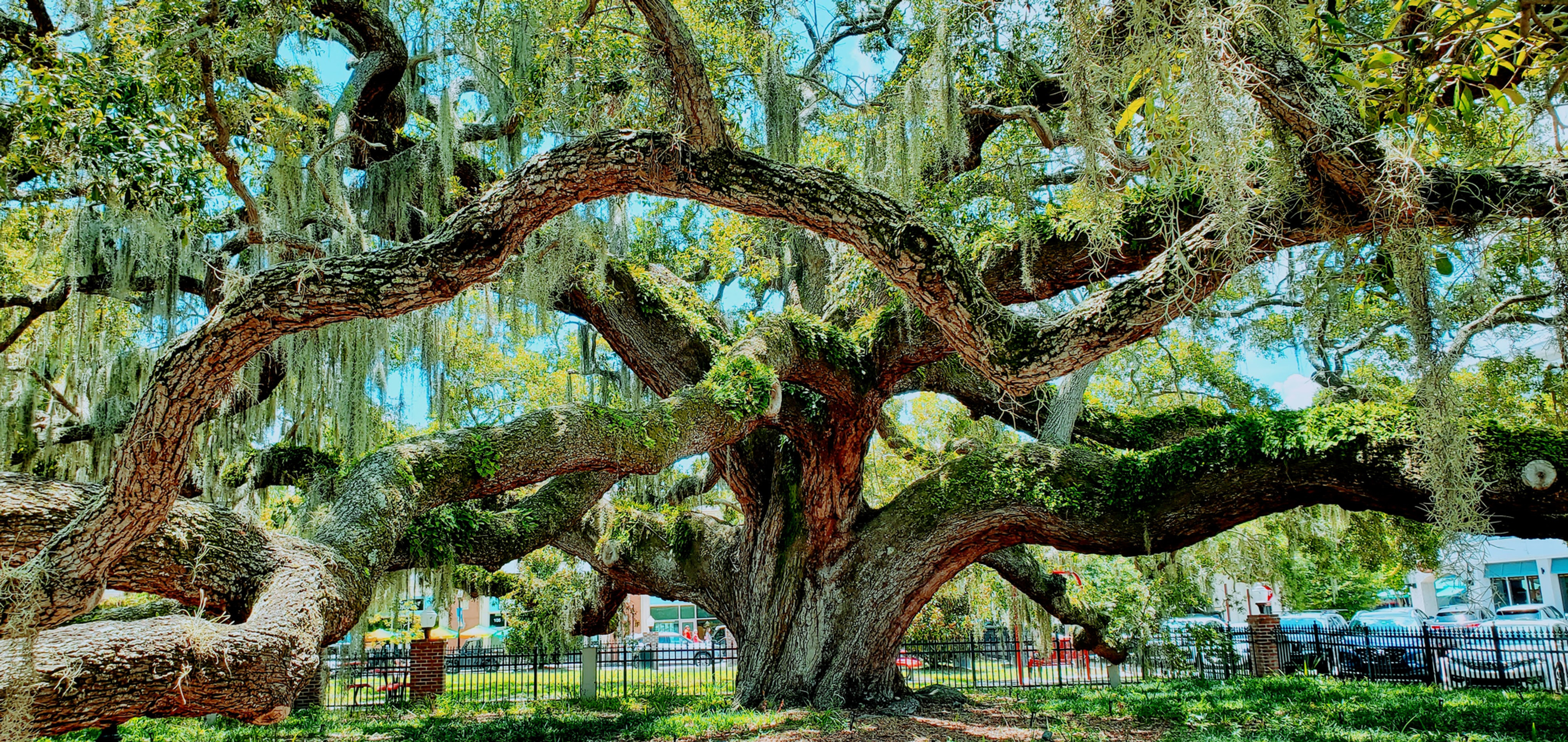 600 years old