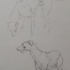 Dog    Animal Dog    Animal   disegno schizzo drawing sketch grafite graphite carta di giornale newsprint  FALSE