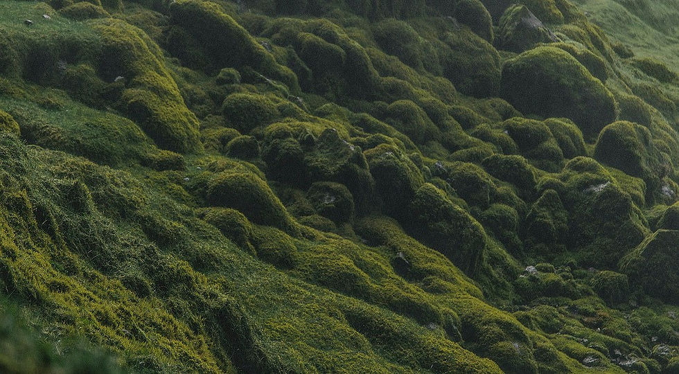 moss2.jpeg