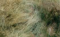 grass.jpeg