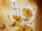 IMG_1212_edited.jpg