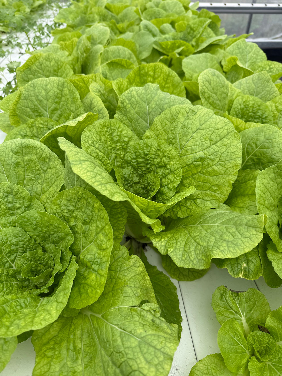 Growing at Sitkalidak Sunrise Farm