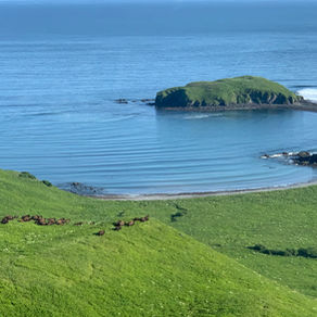 2026 Sitkalidak Island Tier 2 Bison Hunt Applications Now Open