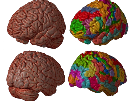 The Development of the Human Brain: From Prenatal Beginnings to Early Adulthood