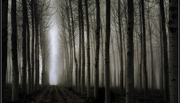 Hidden Street.jpg