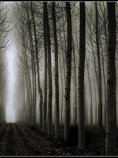 Hidden Street.jpg