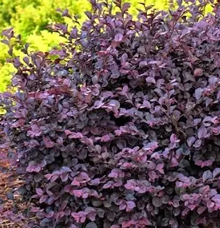 Loro Crimson Fire.webp