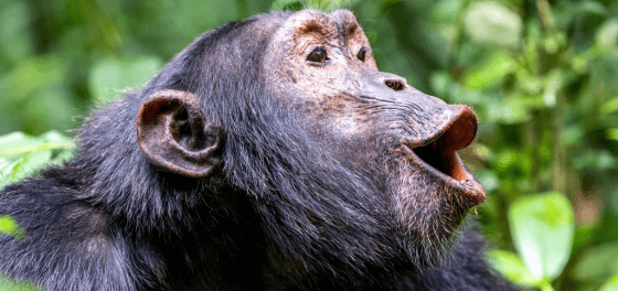 A Year of Wildlife Wonders: When to Experience Africa at Its Best