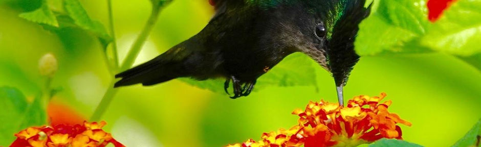 St Lucia - jagged, jungle-clad