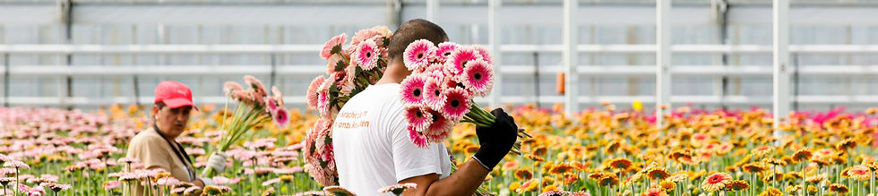 Assortiment bovenste foto_edited.jpg