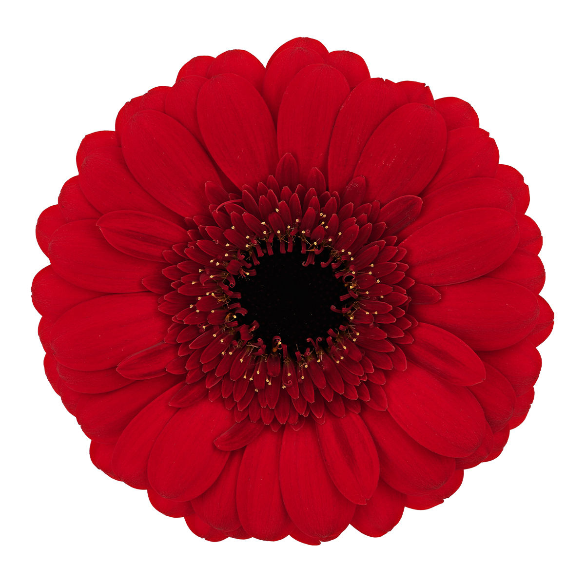 Red-Ruby