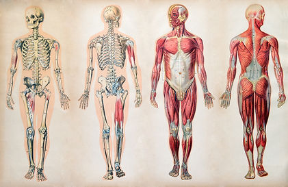 anatomy image.jpg