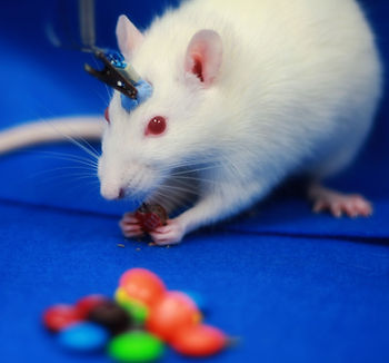 Optogenetic_Laser_Rat4.jpg