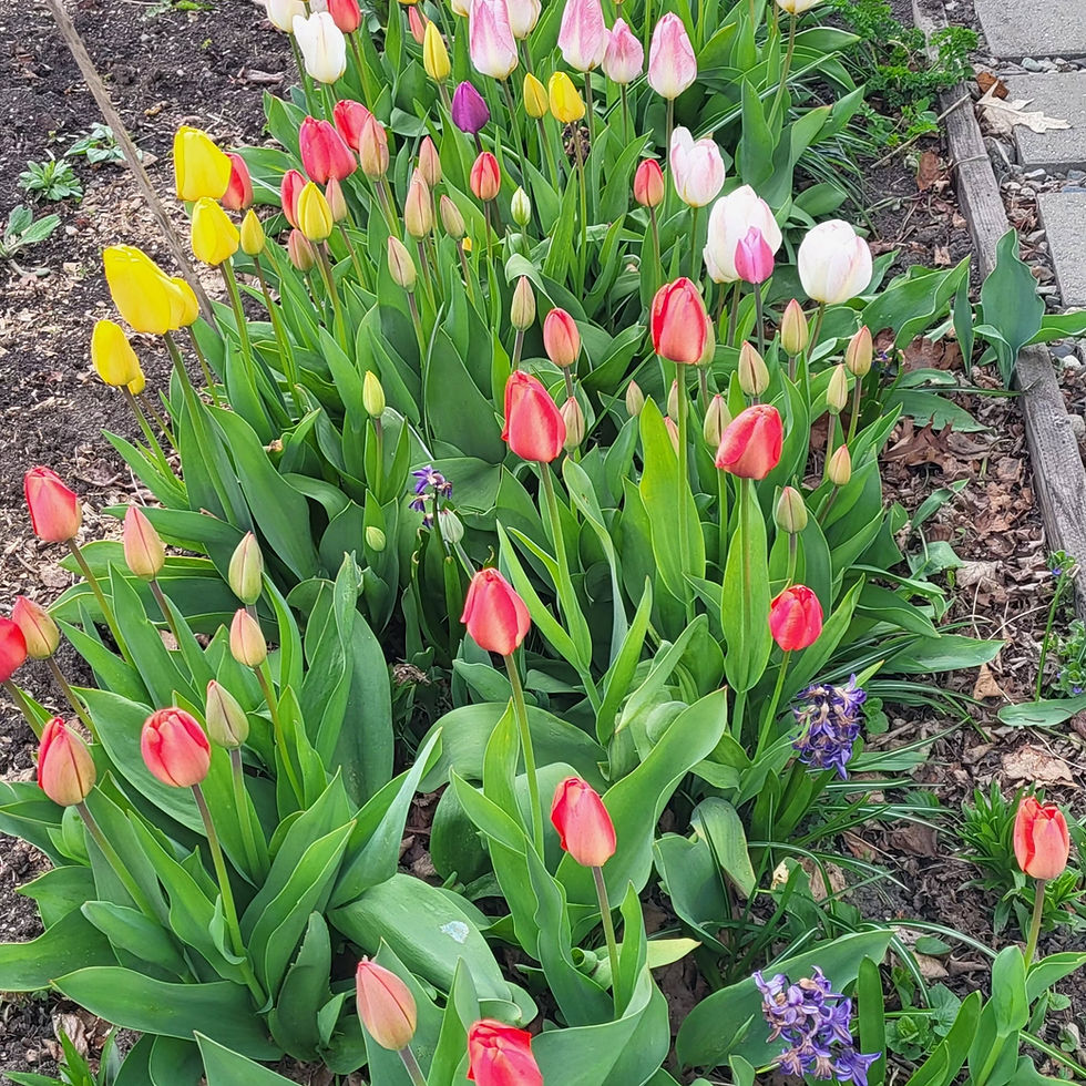 thank you, sweet Kaslo tulips!