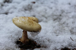 Mushroom