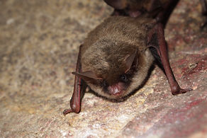 Information used to populate this page was obtained from the following sources:
NatureServe Explorer
United States Fish and Wildlife Service Environmental Conservation Online System
Bat Conservation International Bat Profiles
National Atlas of the United States. (2011). North American Bat Ranges, 1830-2008. National Atlas of the United States. Available at: http://purl.stanford.edu/pz329xp4277.
Taylor, M. 2019. Bats: an illustrated guide to all species. Washington, DC: Smithsonian Books.