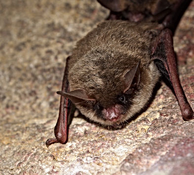 Northern Long-eared Myotis