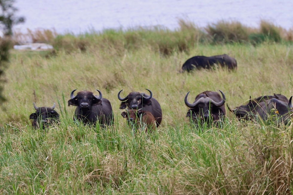 CapeBuffalo.jpg
