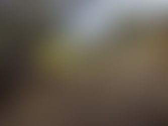 ボランティアで植樹に行ってきました。