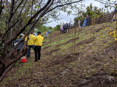 ボランティアで植樹に行ってきました。