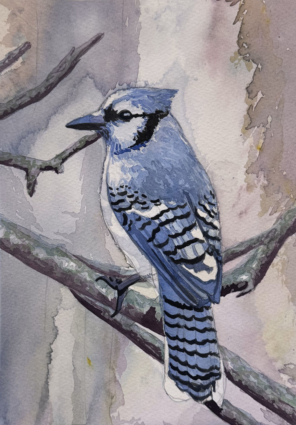 Bluejay