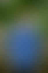 boy in blue button up shirt