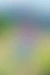 girl at boulder flatirons senior photos