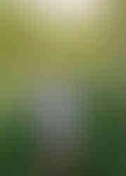 boulder senior pictures wildflowers