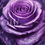 Miniatura: Rose 40x50cm