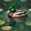 Miniature : 50x70cm Mallard