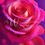Miniatura: Rose 40x50cm