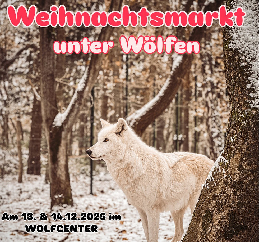 Weißer Wolf im verschneiten Wald, Schriftzug ‚Weihnachtsmarkt unter Wölfen‘, 13. & 14. Dezember 2025, Wolfcenter.