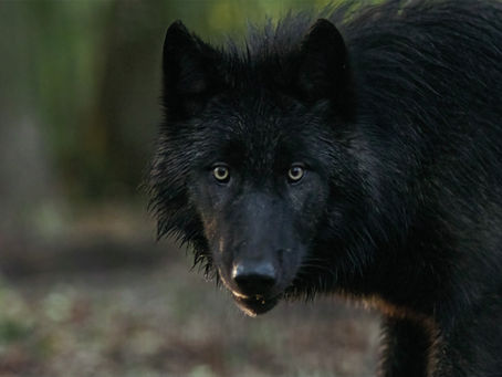 Neuer Zuwachs im Wolfcenter: die Mackenzie-Wölfinnen Raja (schwarz) und Yuna (hell) bereichern das Rudel und gehören nun zum Baumhaushotel-Erlebnis.