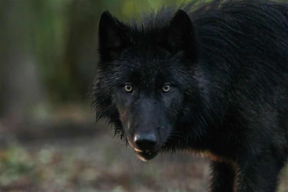 Neuer Zuwachs im Wolfcenter: die Mackenzie-Wölfinnen Raja (schwarz) und Yuna (hell) bereichern das Rudel und gehören nun zum Baumhaushotel-Erlebnis.
