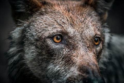 wolf nahaufnahme