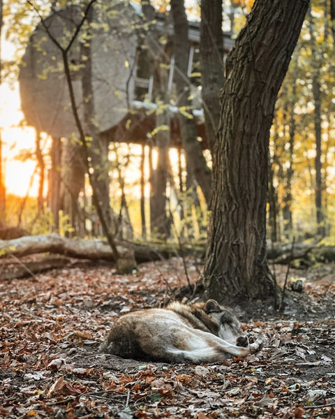 grauwolf vor baumhaus im herbst