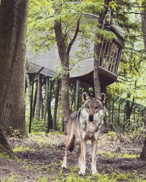 grauwolf vor baumhaus