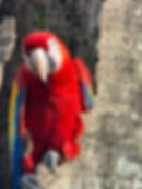 Macaws on the way