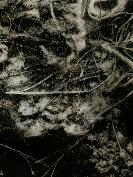 copperplate photogravure, 6" x 6" 