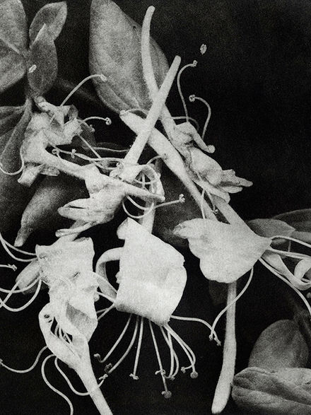 copperplate photogravure, 10" x 10"