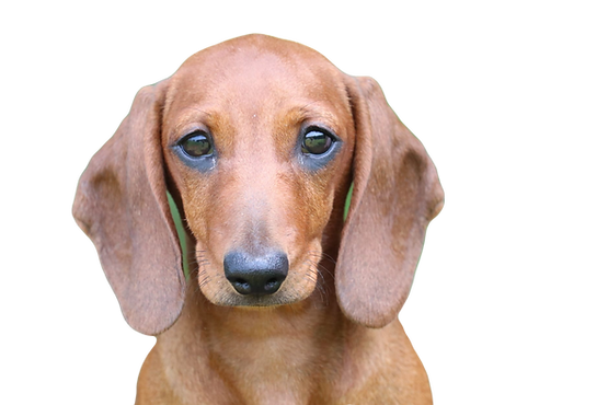 Red Dachshund Puppy For Sale