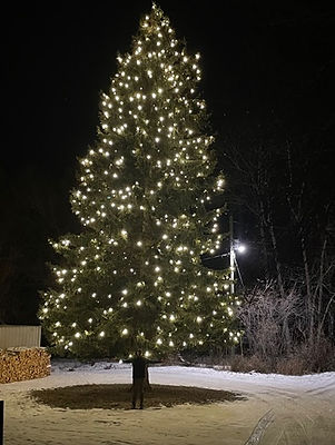 Tree wrapped with Holiday Lights