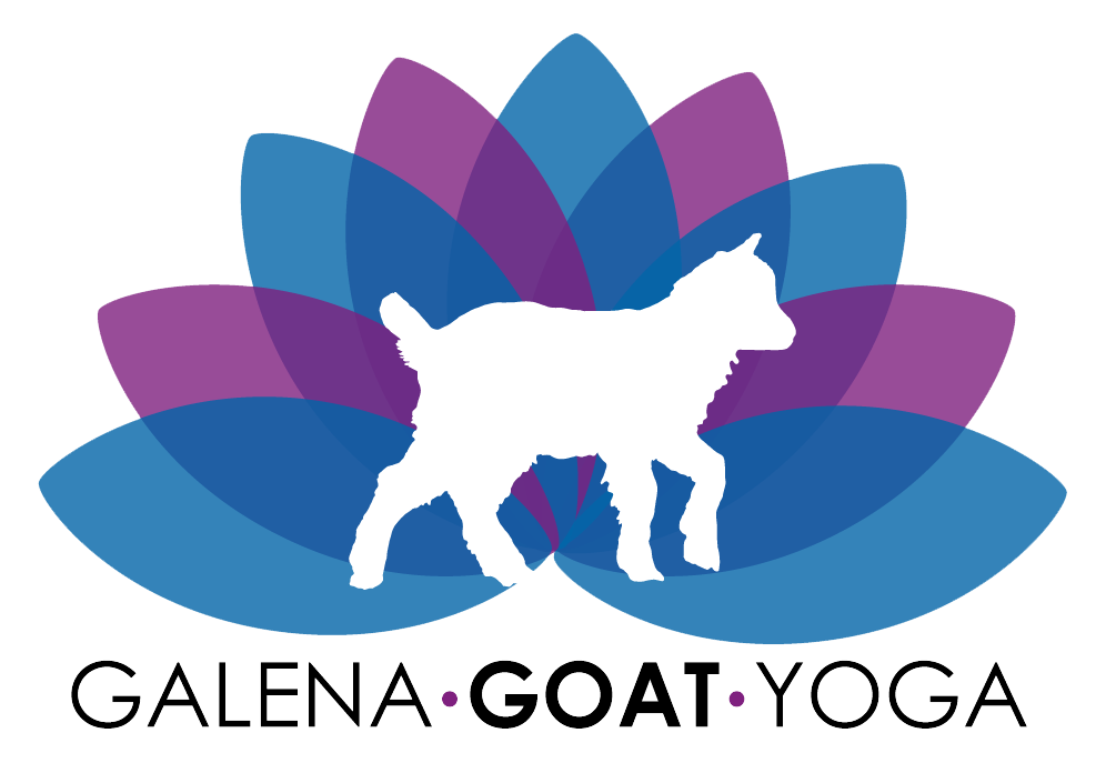 Goat Yoga Experiences | Galena Goat Yoga | United States