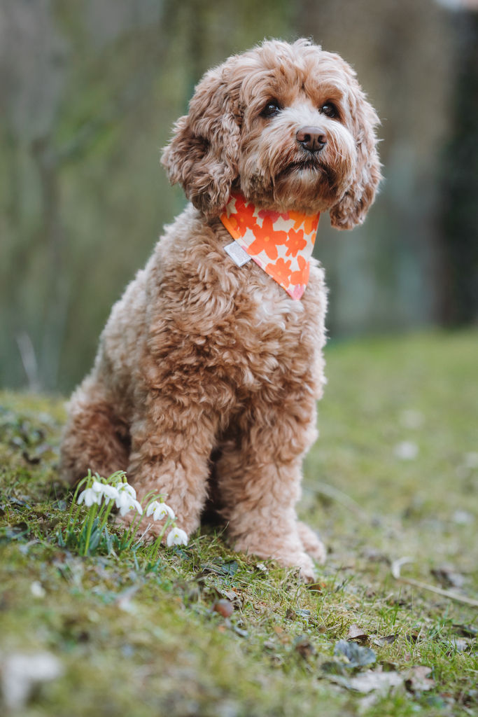 Thumbnail: Halstuch Flowers | Orange