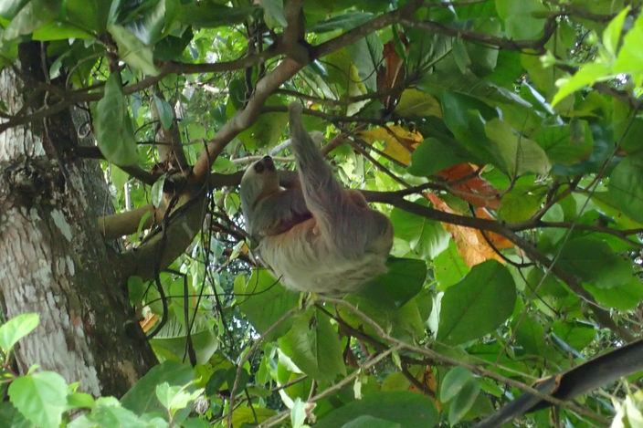 Jaco and Parque Manuel Antonio J+82/83