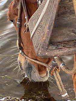 Peruvian horse drinking water from a mountain lake during a riding expedition in the Sacred Valley.