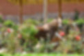 Horse riding holidays in Peru