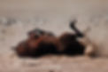 Horse riding expedition in Peru